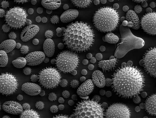 allergeni