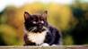 gattine
