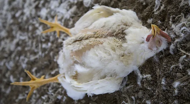 pollo morto